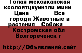 Голая мексиканская ксолоитцкуинтли мини › Цена ­ 20 000 - Все города Животные и растения » Собаки   . Костромская обл.,Волгореченск г.
